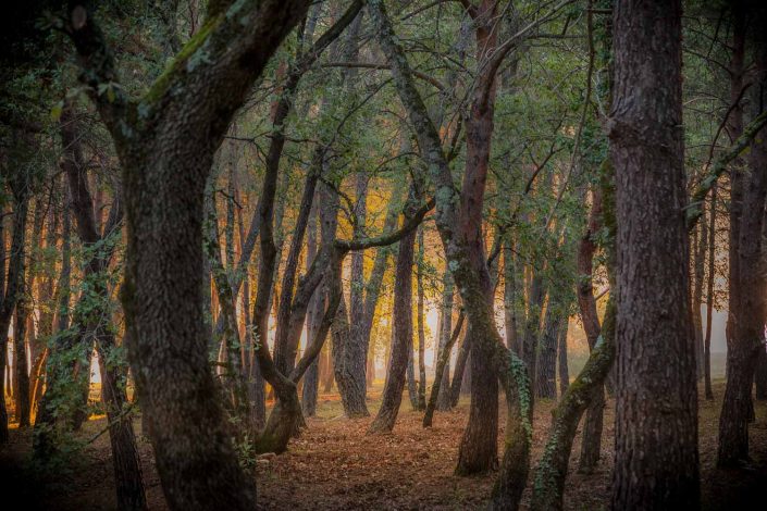 Autumn Forest Verdon
